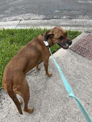 Found/Stray Female Dog last seen On winter Park road, near Quail Hollow neighborhood, Winter Park, FL 32793