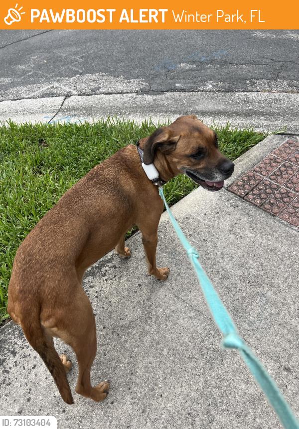 Found/Stray Female Dog last seen On winter Park road, near Quail Hollow neighborhood, Winter Park, FL 32793