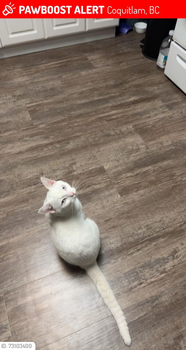 Lost Male Cat last seen Near Hoy St and Irvine St, Coquitlam, BC 