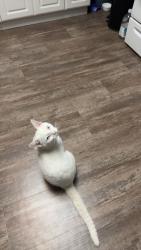 Lost Male Cat last seen Near Hoy St and Irvine St, Coquitlam, BC 