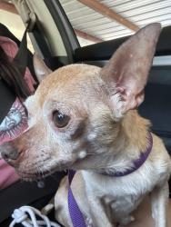 Found/Stray Female Dog last seen Nottingham blvd/Meadowbrook & Jewell Ave, Fort Worth, TX 76112