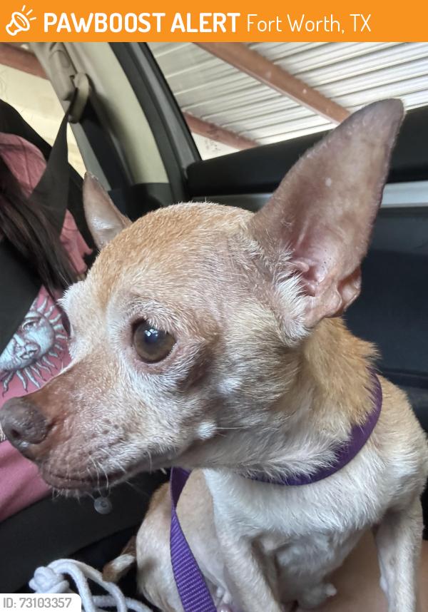 Found/Stray Female Dog last seen Nottingham blvd/Meadowbrook & Jewell Ave, Fort Worth, TX 76112
