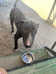 Found/Stray Male Dog last seen Locan and american, Fowler, CA 93625