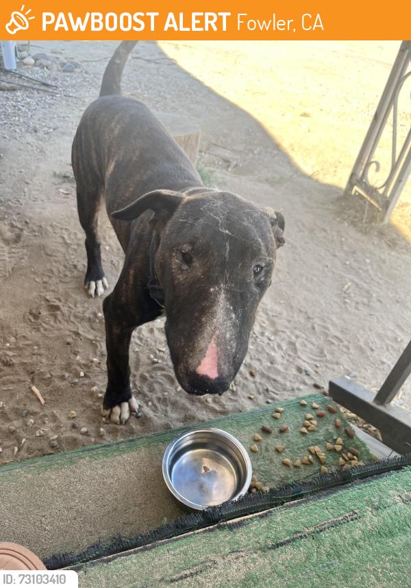 Found/Stray Male Dog last seen Locan and american, Fowler, CA 93625