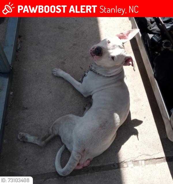 Lost Female Dog last seen Near christ cornerstone way Stanley nc, Stanley, NC 28164