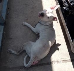 Lost Female Dog last seen Near christ cornerstone way Stanley nc, Stanley, NC 28164