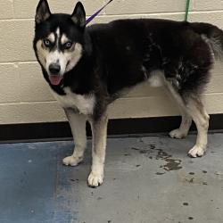 Shelter Stray Male Dog last seen , 2350 Appling City Cove, Memphis, TN 38133, USA