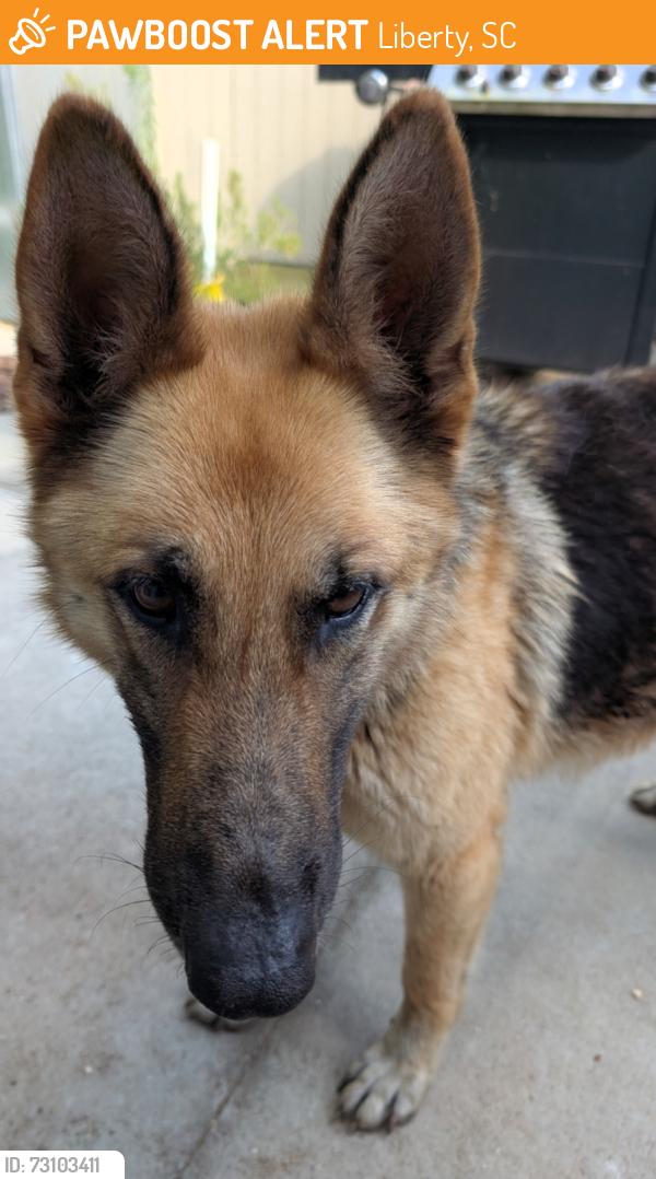 Found/Stray Female Dog last seen Ross rd and Joyce rd, Liberty, SC 29657
