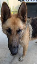 Found/Stray Female Dog last seen Ross rd and Joyce rd, Liberty, SC 29657