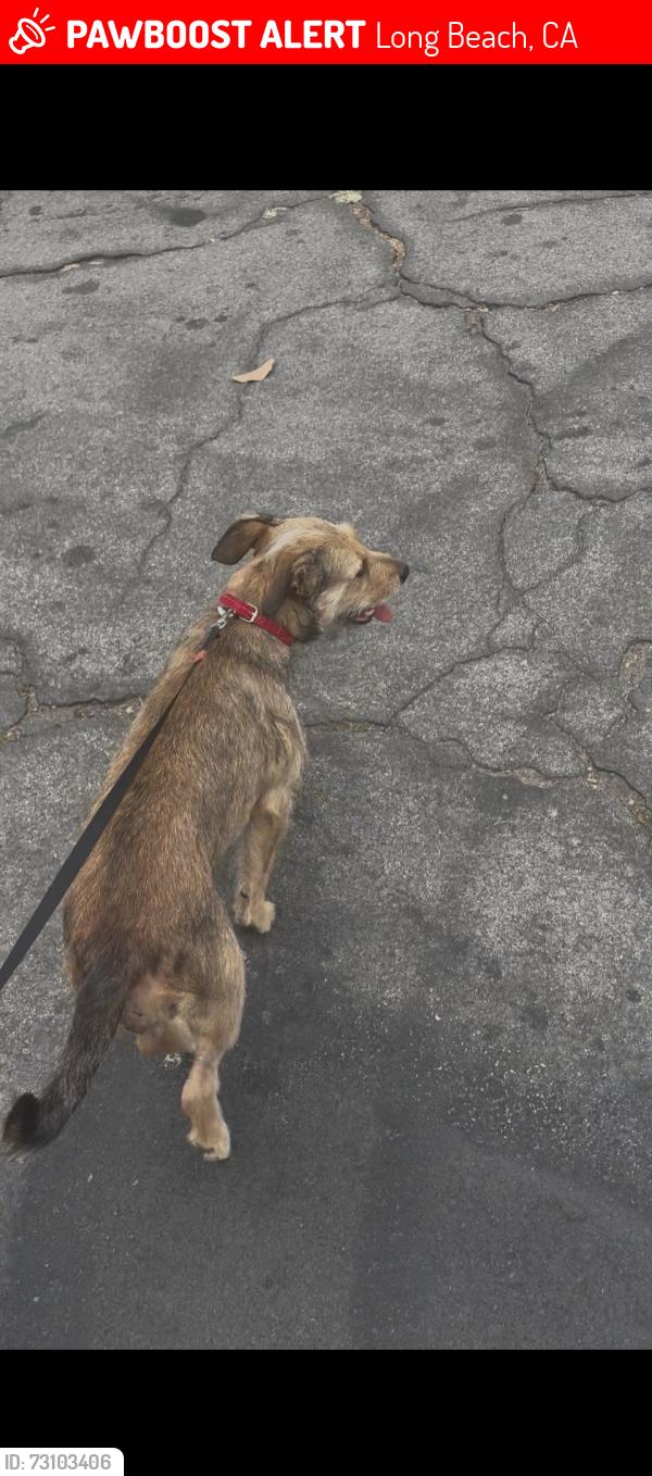 Lost Female Dog last seen Anaheim St and temple ave long beach da, Long Beach, CA 90804