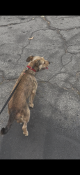 Lost Female Dog last seen Anaheim St and temple ave long beach da, Long Beach, CA 90804