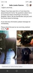Lost Male Dog last seen Kelly and business 83, Pharr, TX 78577