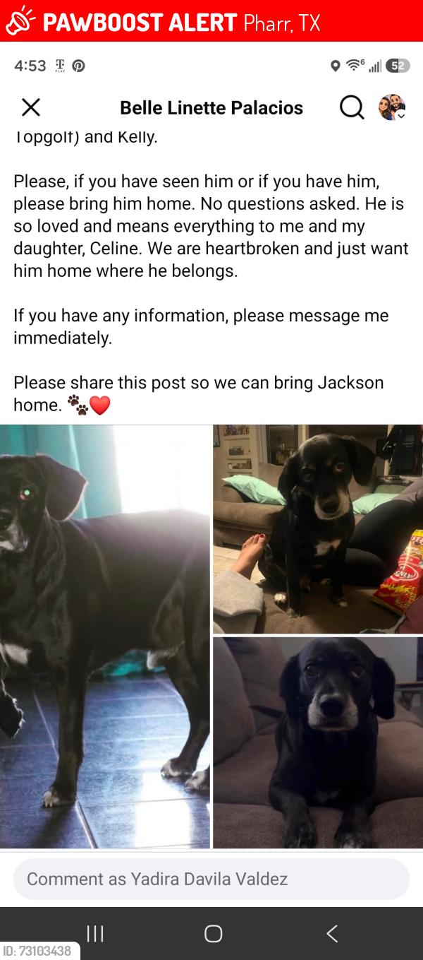 Lost Male Dog last seen Kelly and business 83, Pharr, TX 78577