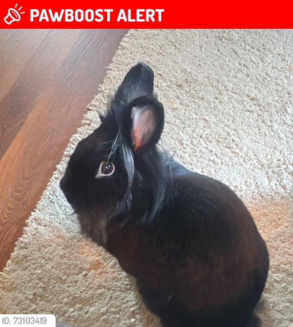 Lost Female Rabbit last seen 192nd pl sw@ 21st, Alderwood Manor, WA 98036