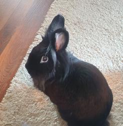 Lost Female Rabbit last seen 192nd pl sw@ 21st, Alderwood Manor, WA 98036