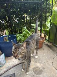 Found/Stray Male Cat last seen Krispy Kreme, Atlanta, GA 30308