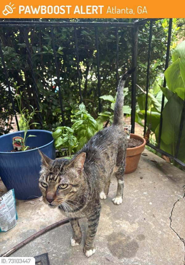 Found/Stray Male Cat last seen Krispy Kreme, Atlanta, GA 30308