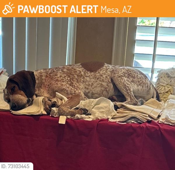 Found/Stray Male Dog last seen McKellips and Miramar, Mesa, AZ 85205