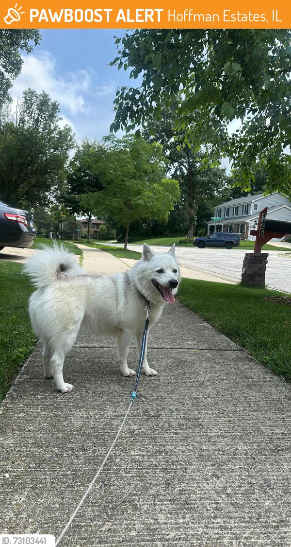 Found/Stray Male Dog last seen I found the dog at the intersection of N Salem Dr and Bode Rd in Hoffman ests, IL, in front of Helen Keller Junior High School., Hoffman Estates, IL 60169