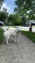 Found/Stray Male Dog last seen I found the dog at the intersection of N Salem Dr and Bode Rd in Hoffman ests, IL, in front of Helen Keller Junior High School., Hoffman Estates, IL 60169
