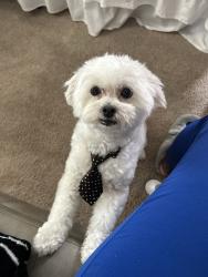 Reunited Male Dog last seen Miami Street - Off College Park Road, Ladson, SC 29456