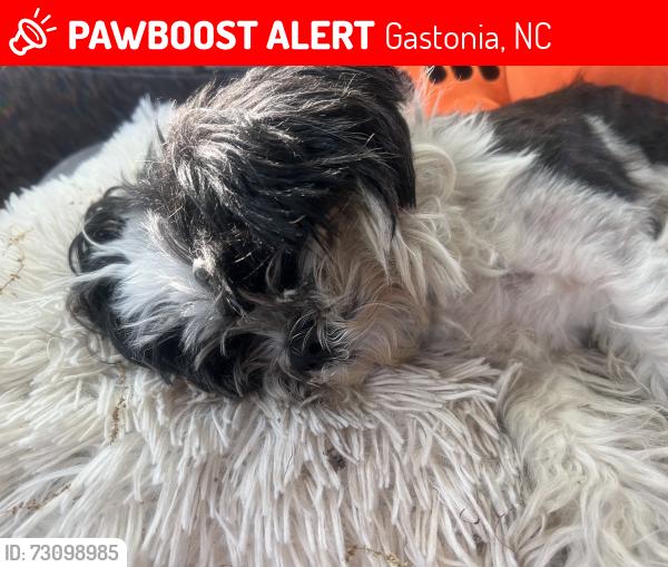 Lost Female Dog last seen South new hope, Gastonia, NC 28056