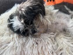 Lost Female Dog last seen South new hope, Gastonia, NC 28056
