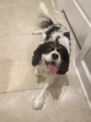 Reunited Male Dog last seen In the middle of Torey Pines Ter main road, Orlando, FL 32819