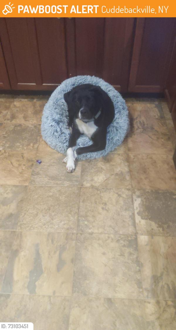 Found/Stray Female Dog last seen Oaklandvalley Rd cuddebackville NY, Cuddebackville, NY 12729