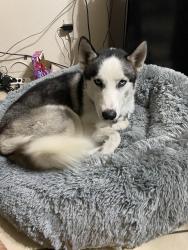 Reunited Male Dog last seen Near N Exeter St, Chandler, AZ 85225, USA, Chandler, AZ 85225