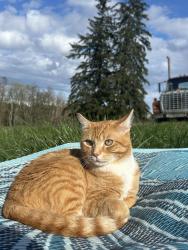 Lost Male Cat last seen Woodhaven Drive, Long Lake area, Nanaimo, BC V9T