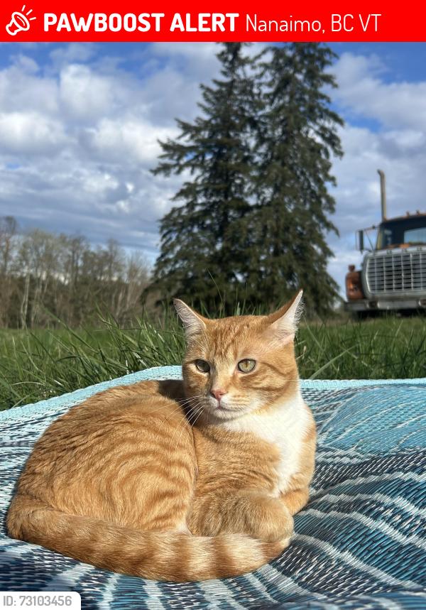 Lost Male Cat last seen Woodhaven Drive, Long Lake area, Nanaimo, BC V9T