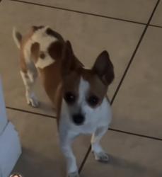Reunited Female Dog last seen 53rd street, San Bernardino, CA 92401