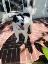 Found/Stray Unknown Dog last seen Roaming around the neighborhood on misty isle drive., Memphis, TN 38103