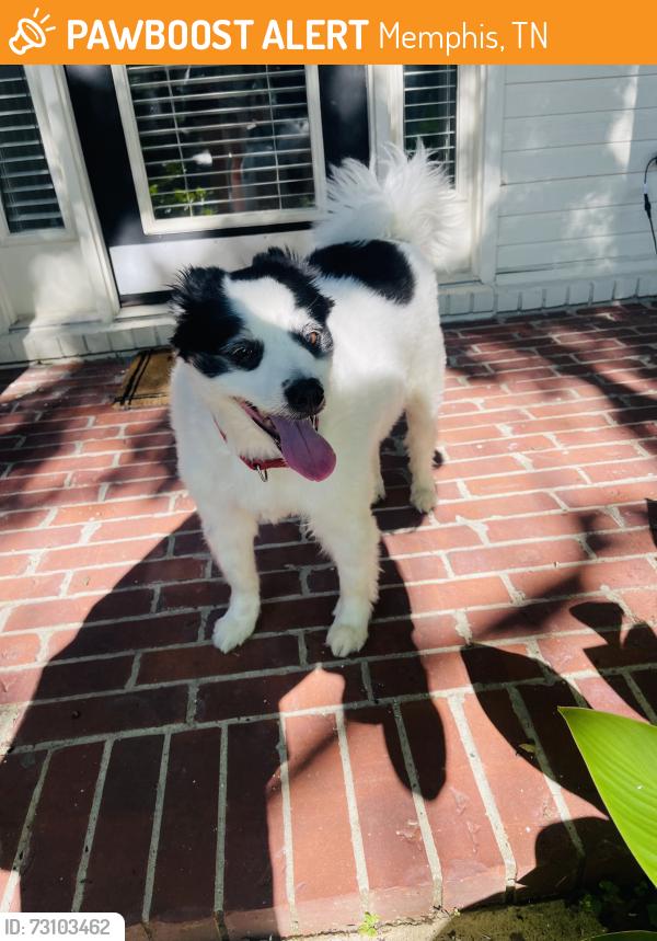 Found/Stray Unknown Dog last seen Roaming around the neighborhood on misty isle drive., Memphis, TN 38103