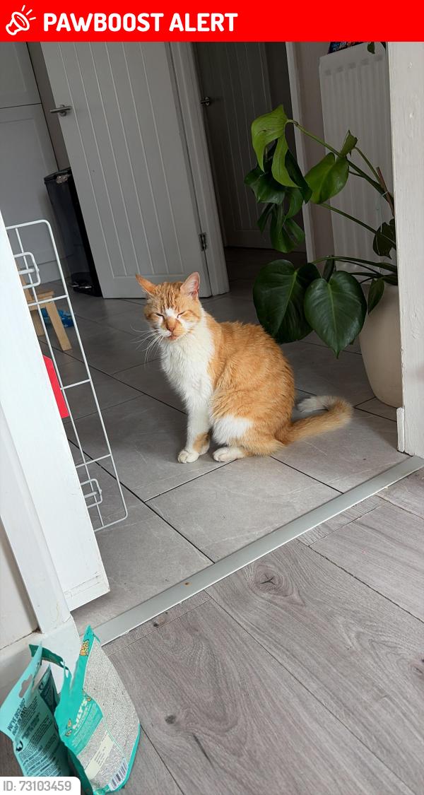 Lost Male Cat last seen Home, Syston, England LE7 2PU