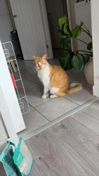 Lost Male Cat last seen Home, Syston, England LE7 2PU