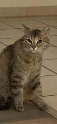 Lost Female Cat last seen Constitution and Washington, Albuquerque, NM 87110