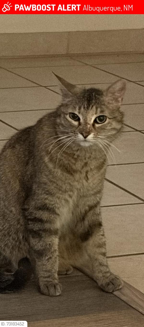 Lost Female Cat last seen Constitution and Washington, Albuquerque, NM 87110