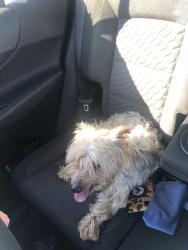 Found/Stray Male Dog last seen Nearby Address: 3125-3101 Azalea Dr, North Charleston, SC 29405, North Charleston, SC 29405