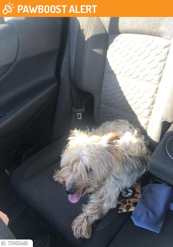 Found/Stray Male Dog last seen Nearby Address: 3125-3101 Azalea Dr, North Charleston, SC 29405, North Charleston, SC 29405