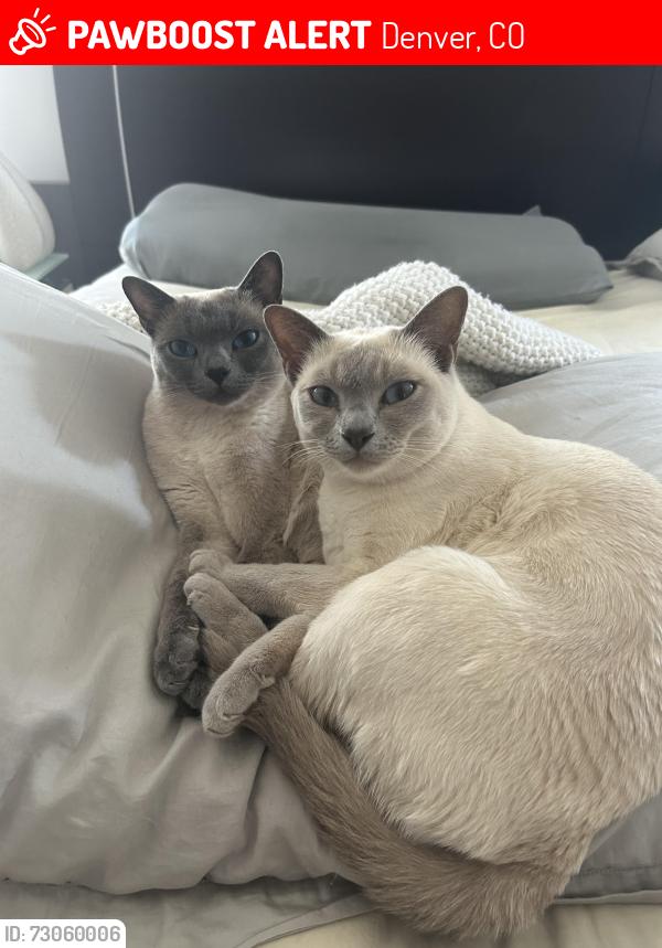 Lost Female Cat last seen Mississippi and Tennessee, Denver, CO 80209