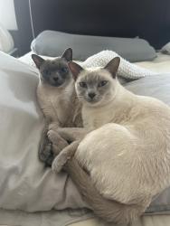Lost Female Cat last seen Mississippi and Tennessee, Denver, CO 80209