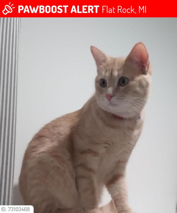 Lost Male Cat last seen DEERFIELD Estates, Flat Rock, MI 48134