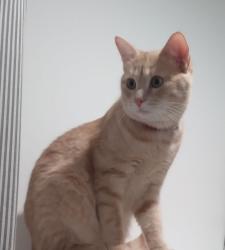 Lost Male Cat last seen DEERFIELD Estates, Flat Rock, MI 48134