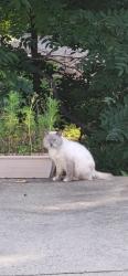 Found/Stray Male Cat last seen Franklin St, China Grove, NC 28023