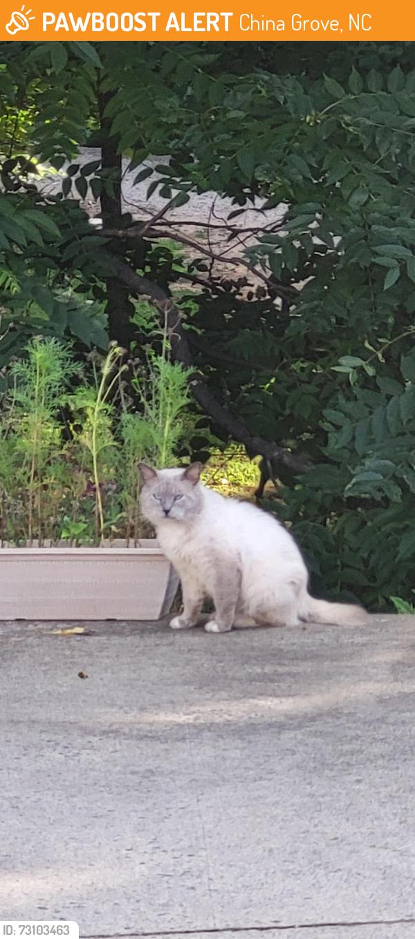 Rehomed Male Cat last seen Franklin St, China Grove, NC 28023