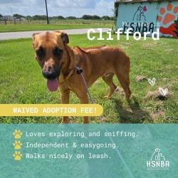 Shelter Stray Male Dog last seen Bexar County, 3353 Morningside Dr, New Braunfels, TX 78132, USA