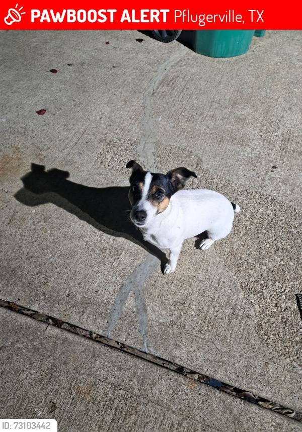 Lost Male Dog last seen Near FM 685, Pflugerville, TX 78660, Pflugerville, TX 78660