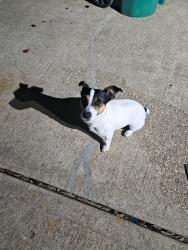 Lost Male Dog last seen Near FM 685, Pflugerville, TX 78660, Pflugerville, TX 78660